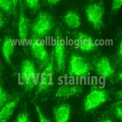 B129 Mouse Cells (90)